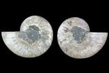 Cut & Polished Ammonite Fossil - Crystal Chambers #88222-1